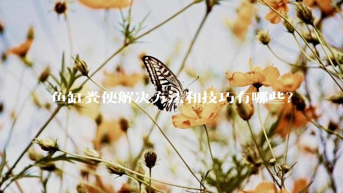 鱼缸粪便解决方法和技巧有哪些？